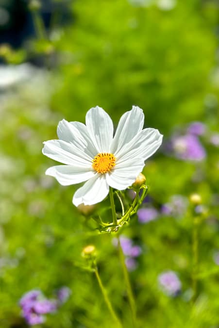 Single white cosmos growing in a field.