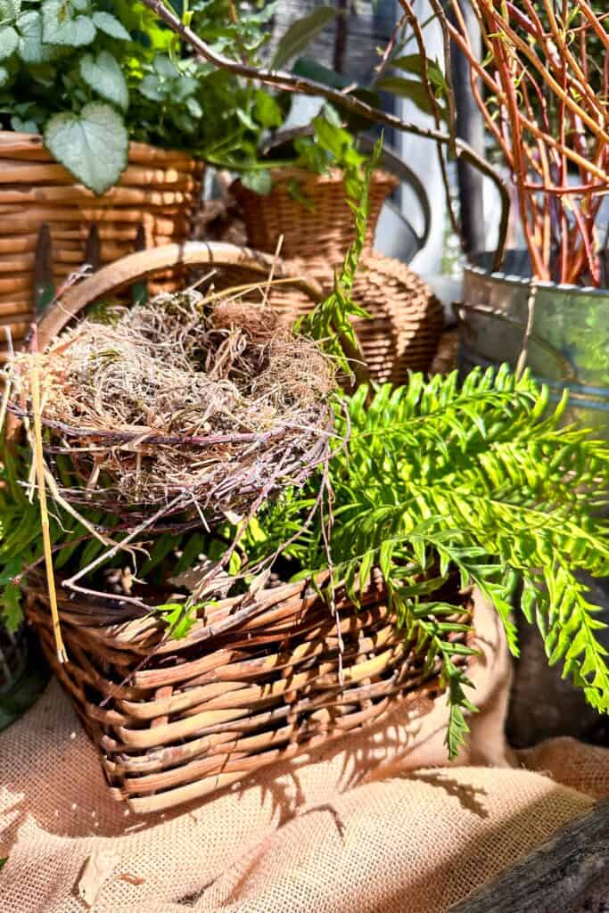 Basket with birds nest 