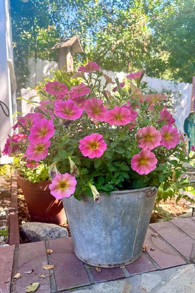 A galvanized bucket full of pink petunias.