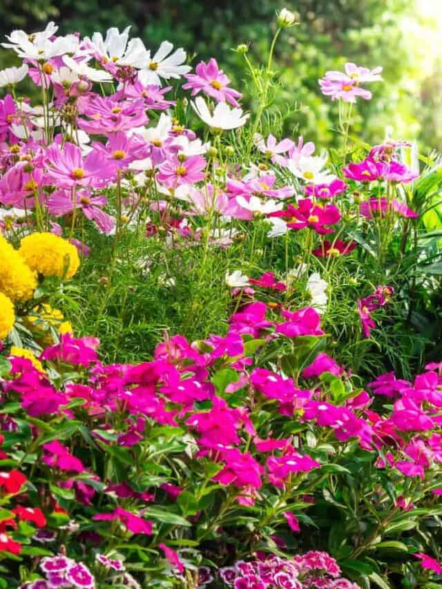 Cosmos: How to Plant, Grow, and Nurture Cosmos Flower Seeds