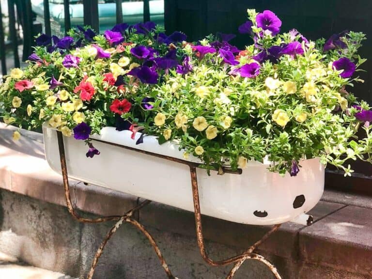 An old baby bathtub filled with petunias.