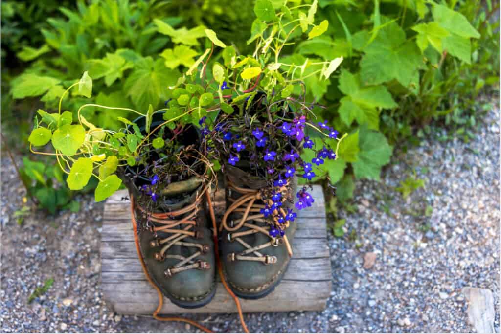 An old pair of boots that are planted in the garden.