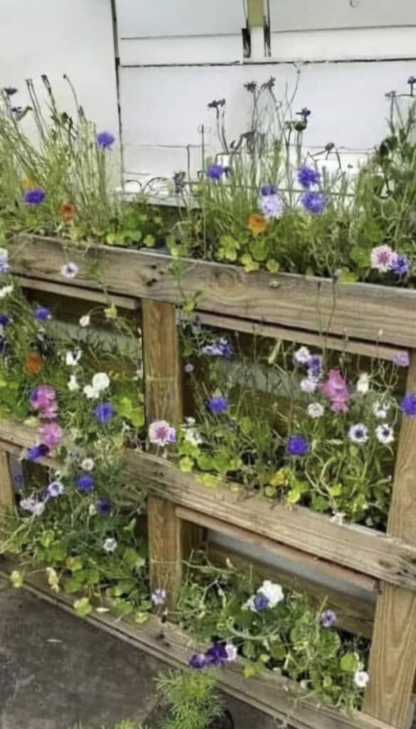 Wood pallet with flowers