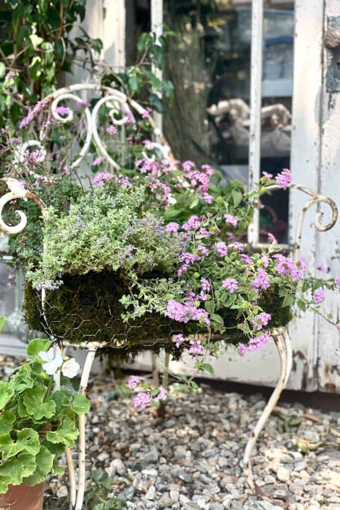 A rustic chair turned into a planter with moss and perennial plants.