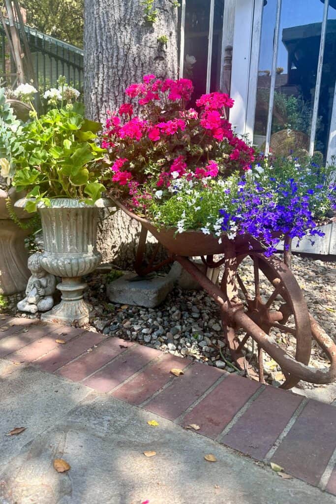 An old metal wheelbarrow filled with pink geraniums and blue lobelia.