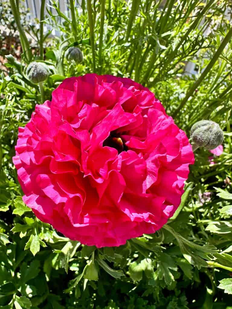 Pink ranuculas