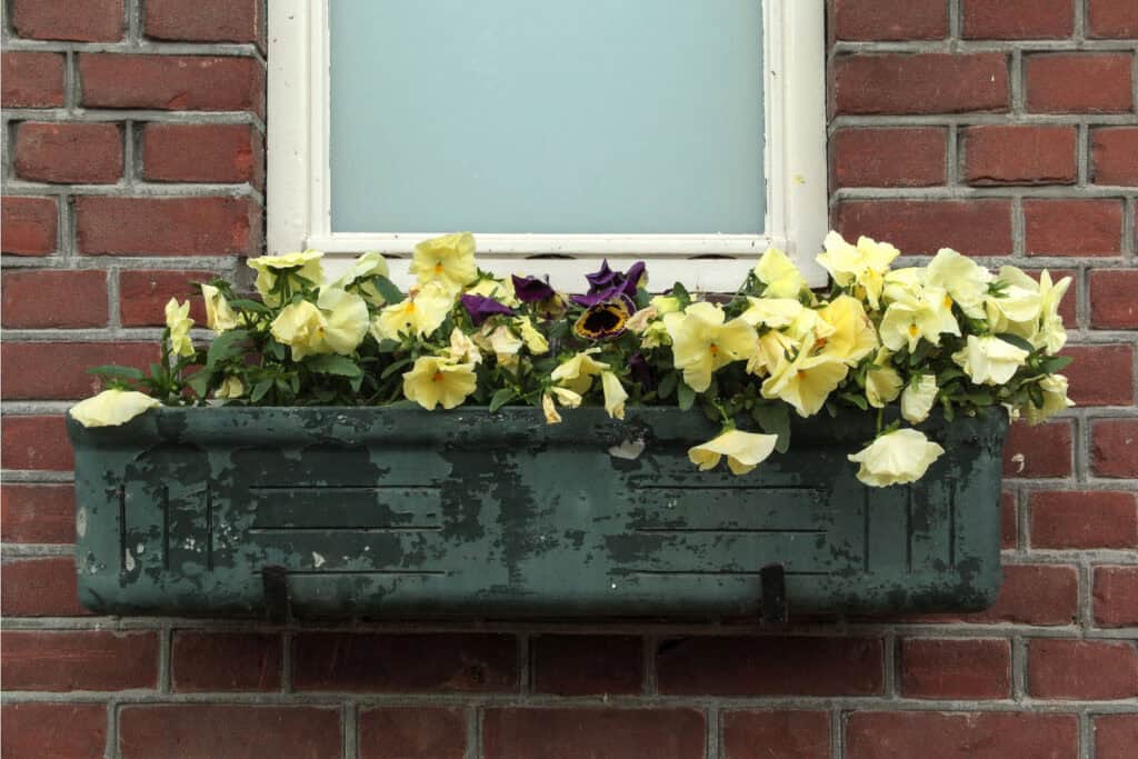 A rustic window box filled with flowers.