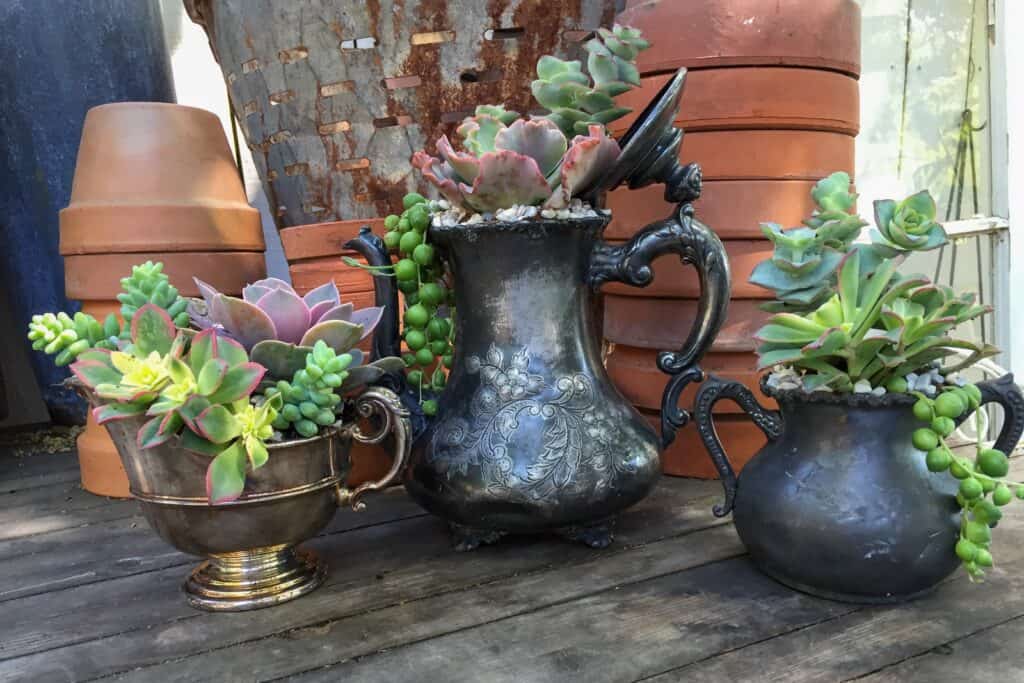 Silver teapots, creamers, and sugar bowls were planted with succulents.