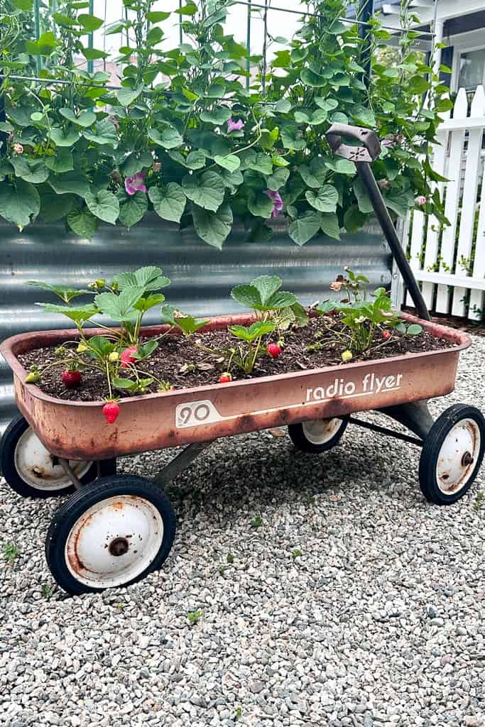 An old wagon planted with strawberries. 