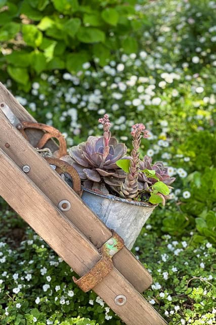 A galvanized bucket hanging on a ladder filled with succulents.