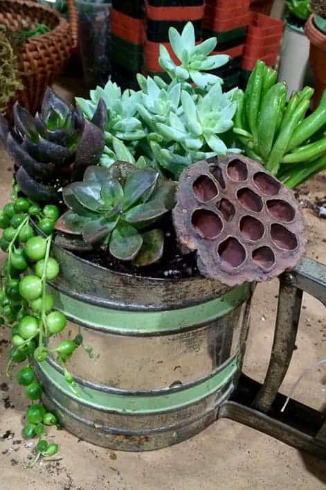 An old strainer planted with succulents.