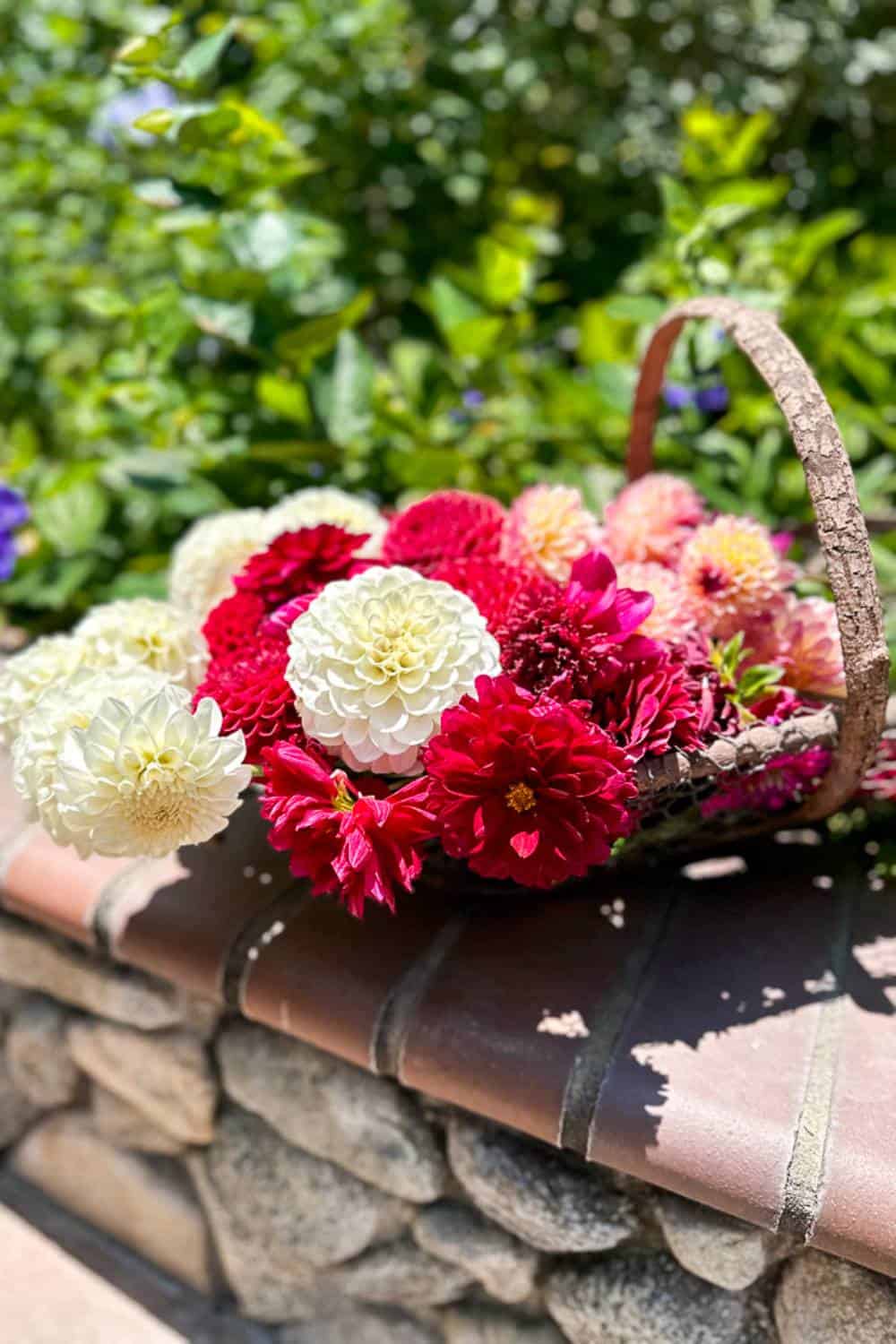 A wicker basket filled with vibrant dahlias in shades of red, white, and pink sits on a stone ledge outdoors. The background features lush green foliage and some purple flowers, creating a serene garden scene.