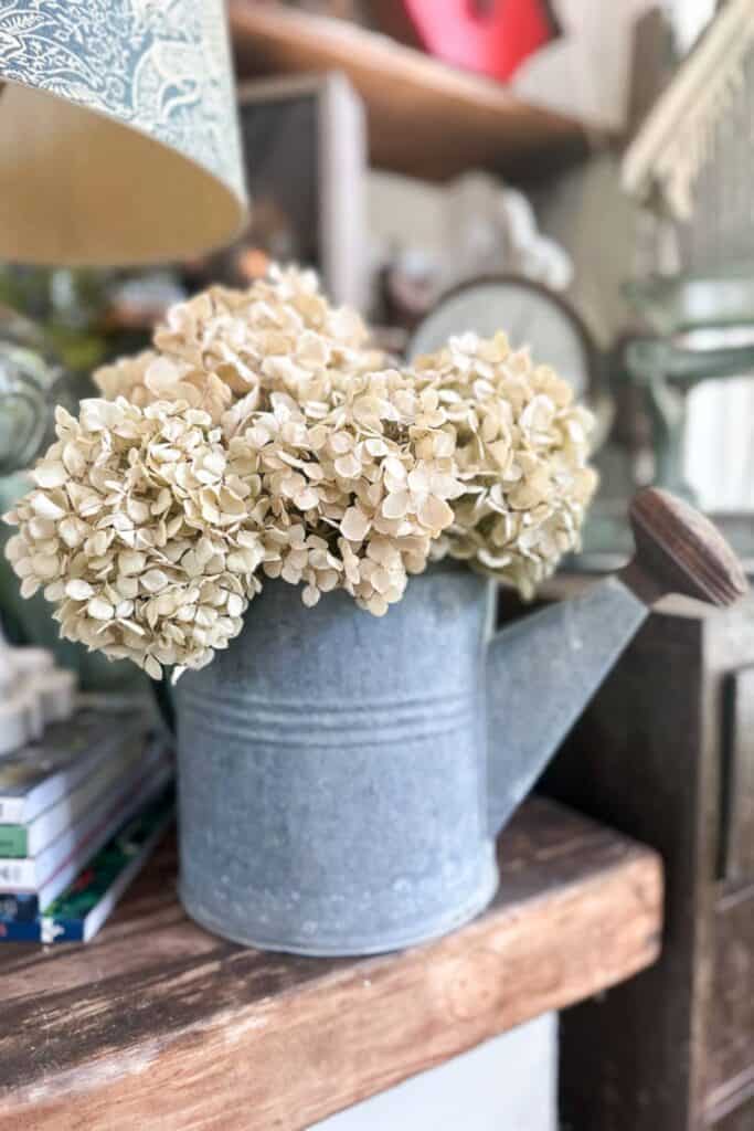 White dried hydrangeas sitting in a galvanized watering can. 