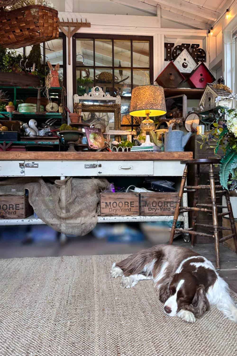 Inside the summer She Shed with a view of the work desk a stool, vintage garden decor, and my dog Mollie sleeping on the floor
