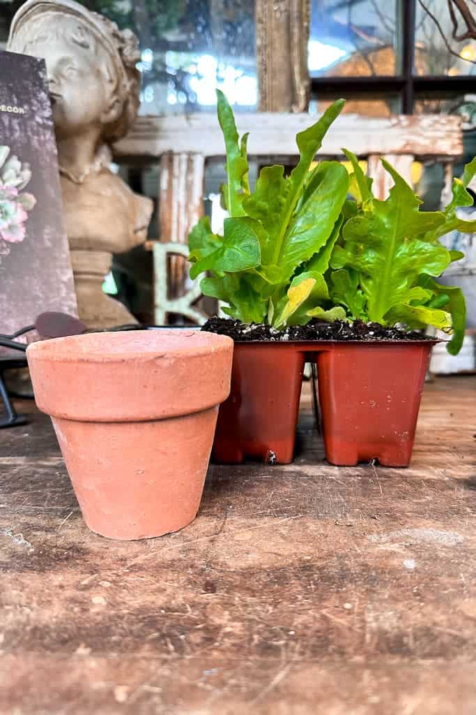 Getting ready to plant lettuce in clay pots as favors.