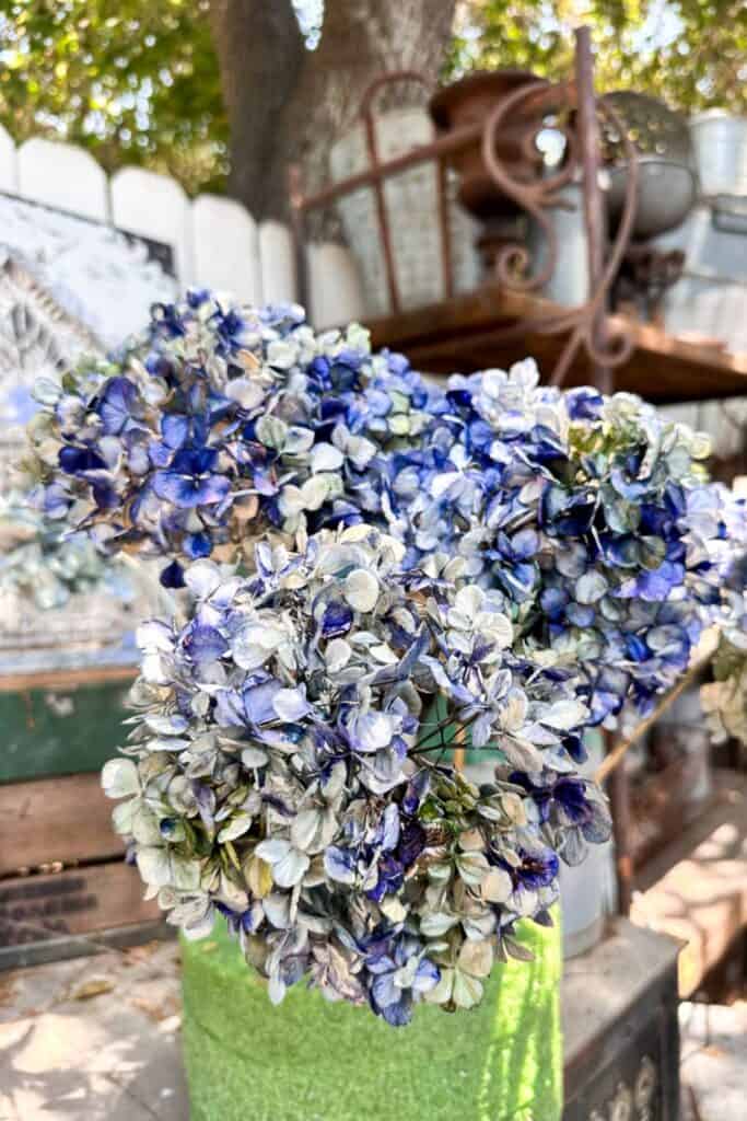 A vibrant bouquet of dried hydrangeas with shades of blue and white blooms are displayed in a green vase. The background features vintage gardening tools and a white picket fence, adding a rustic feel to the scene.