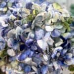 An oil-based painted blue hydrangea.