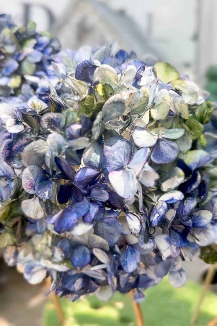An oil-based painted blue hydrangea.