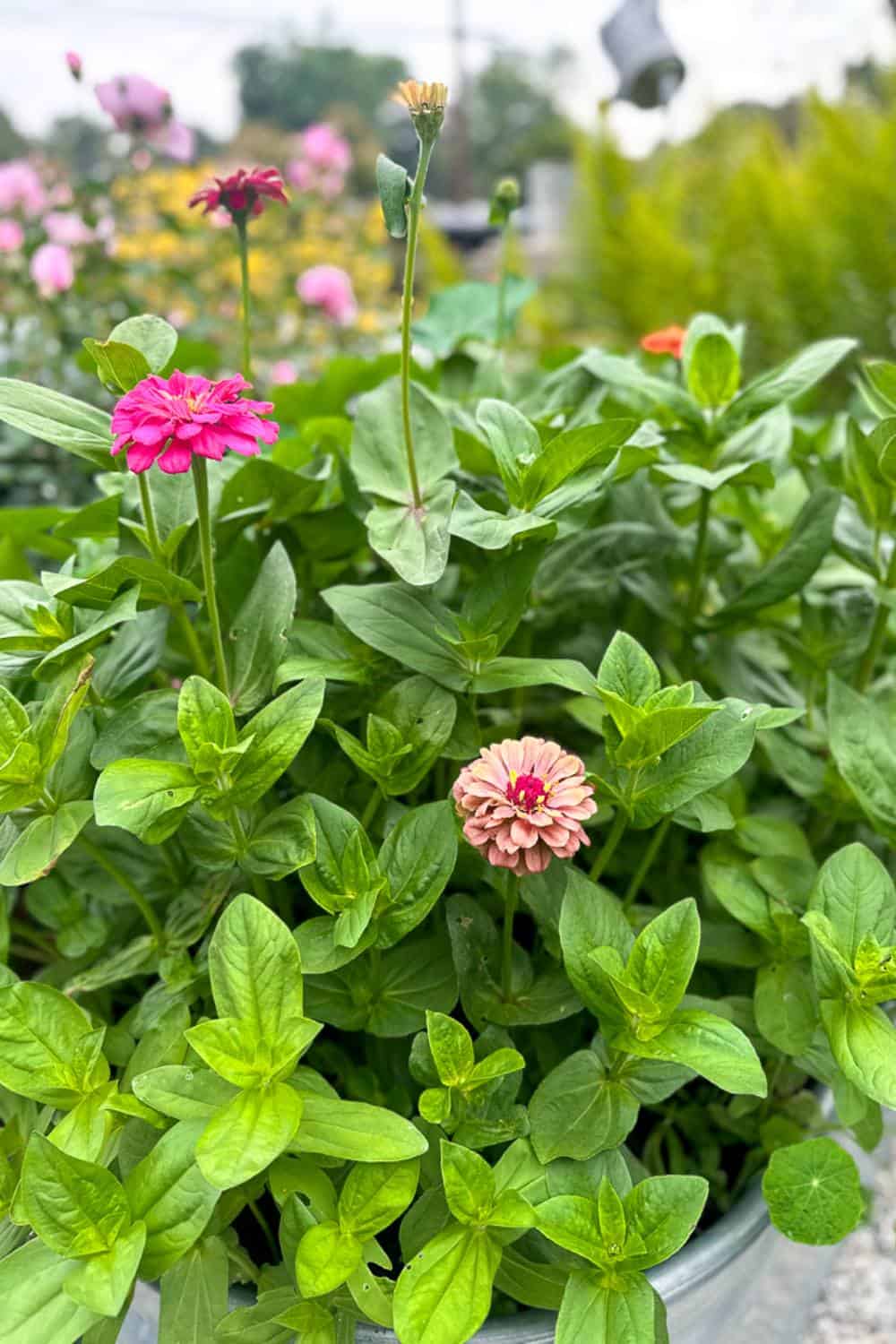 zinnias in the garden