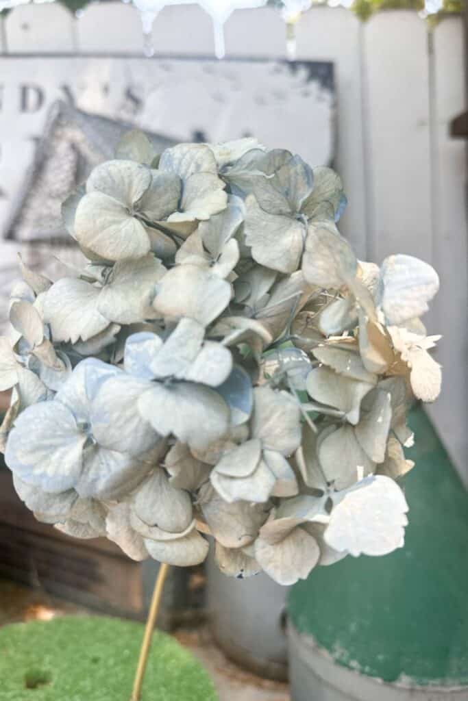 A hydrangea bloom dyed with acrylic paint and water