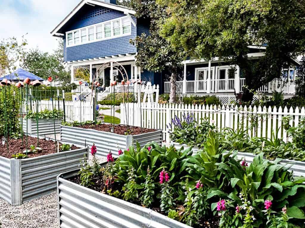 A charming blue, two-story house with a white picket fence and large front porch epitomizes California Backyard Living. Several raised garden beds filled with vibrant flowers and greenery complement the scene, while trees and other plants add to the lush, serene outdoor atmosphere.