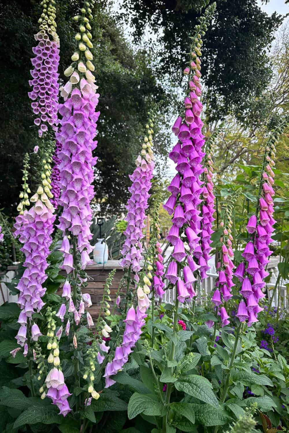 Foxgloves in the backyard garden.