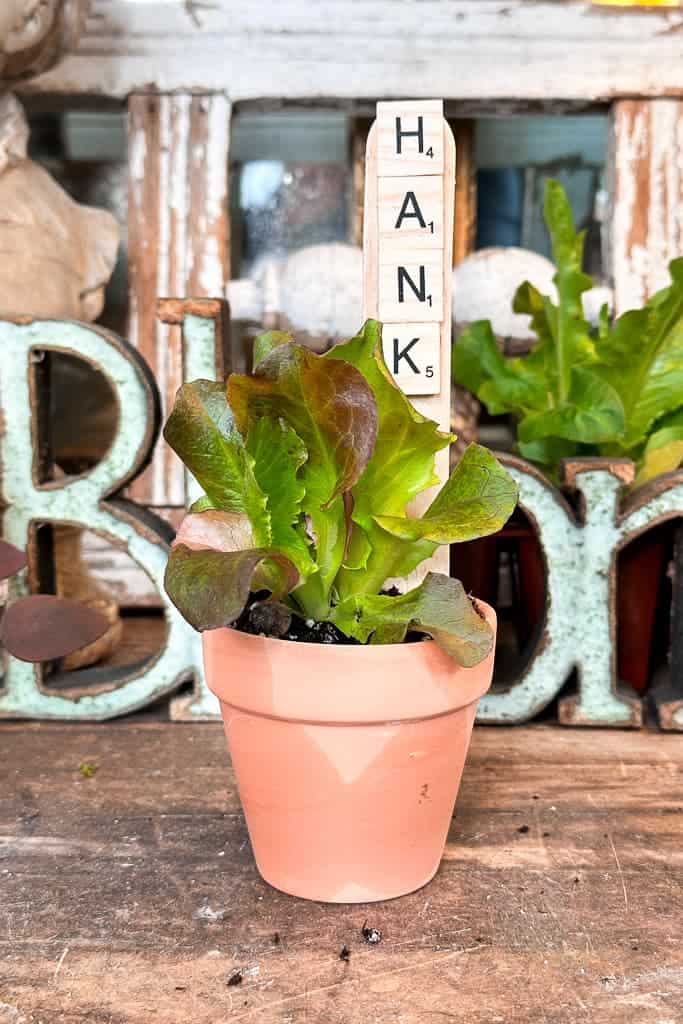 Lettuce is planted in a clay pot with a name stake.