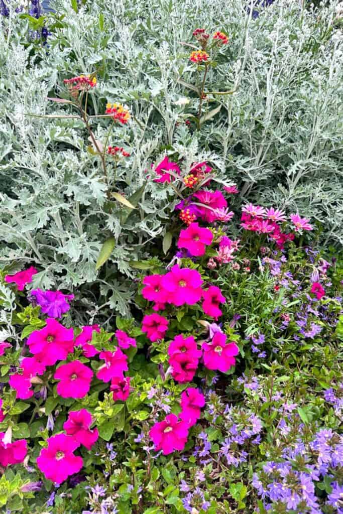 A vibrant garden showcasing a mix of flowers including bright pink petunias, small purple blooms, and tall plants with yellow and orange flowers. The greenery features a variety of textures and shades, creating a lively and colorful outdoor scene.