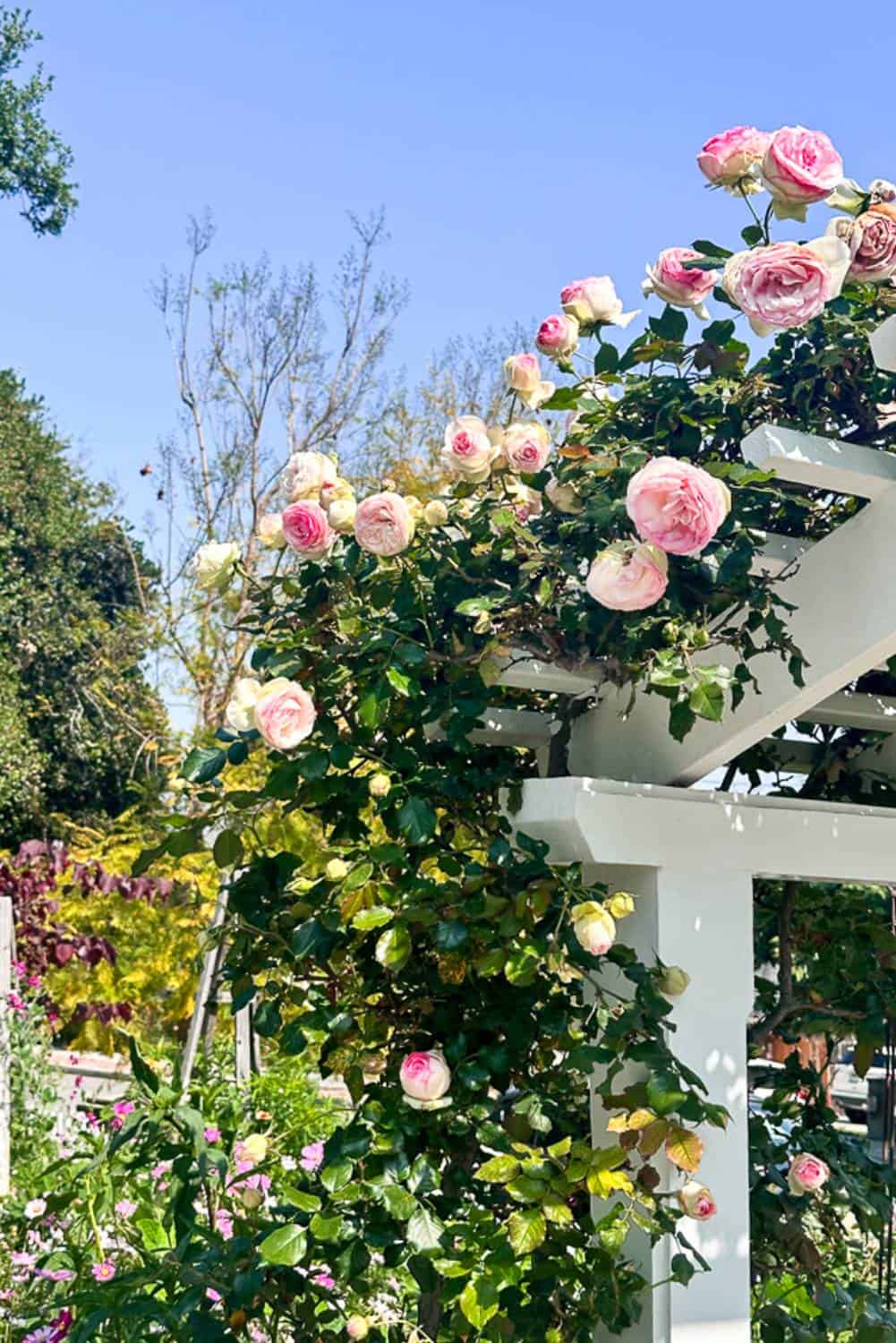 A white wooden pergola is adorned with blooming pink roses and lush green leaves under a bright, clear blue sky. More greenery and trees can be seen in the background, contributing to the vibrant garden scene.