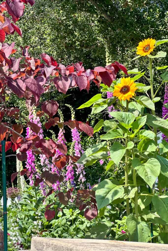 A vibrant garden scene featuring blooming sunflowers, bright purple flowers, and lush green foliage. A tree with reddish-brown leaves is also visible, adding contrast to the greenery and colorful blooms. The sun is shining, creating a bright and cheerful atmosphere.