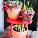 Three terracotta pots with budding green plants are displayed on a rustic wooden surface. The two larger pots are adorned with red plaid ribbons tied into bows. The pots are arranged on a small, red wooden stool against a dark wooden background.