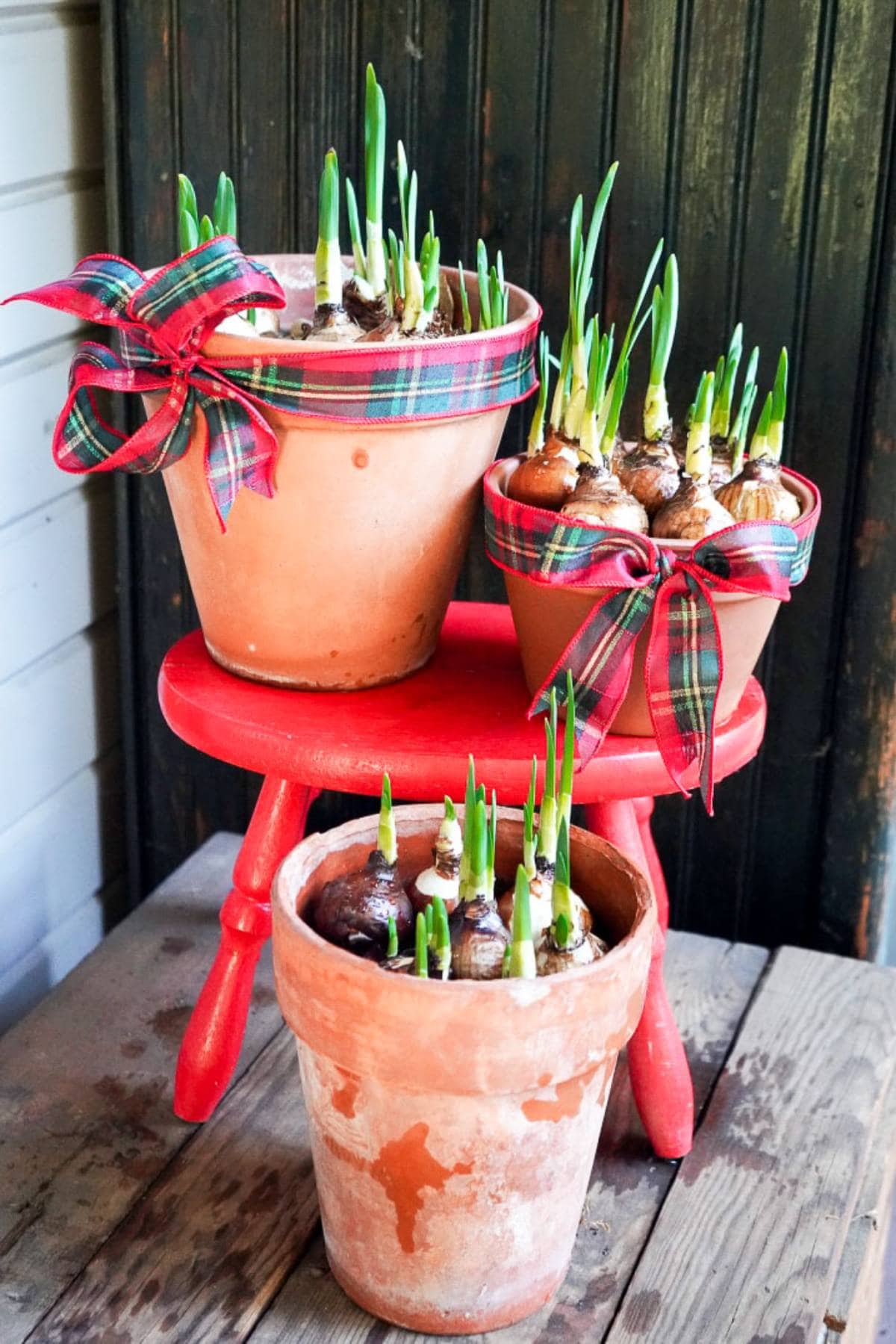 Three terracotta pots with budding green plants are displayed on a rustic wooden surface. The two larger pots are adorned with red plaid ribbons tied into bows. The pots are arranged on a small, red wooden stool against a dark wooden background.