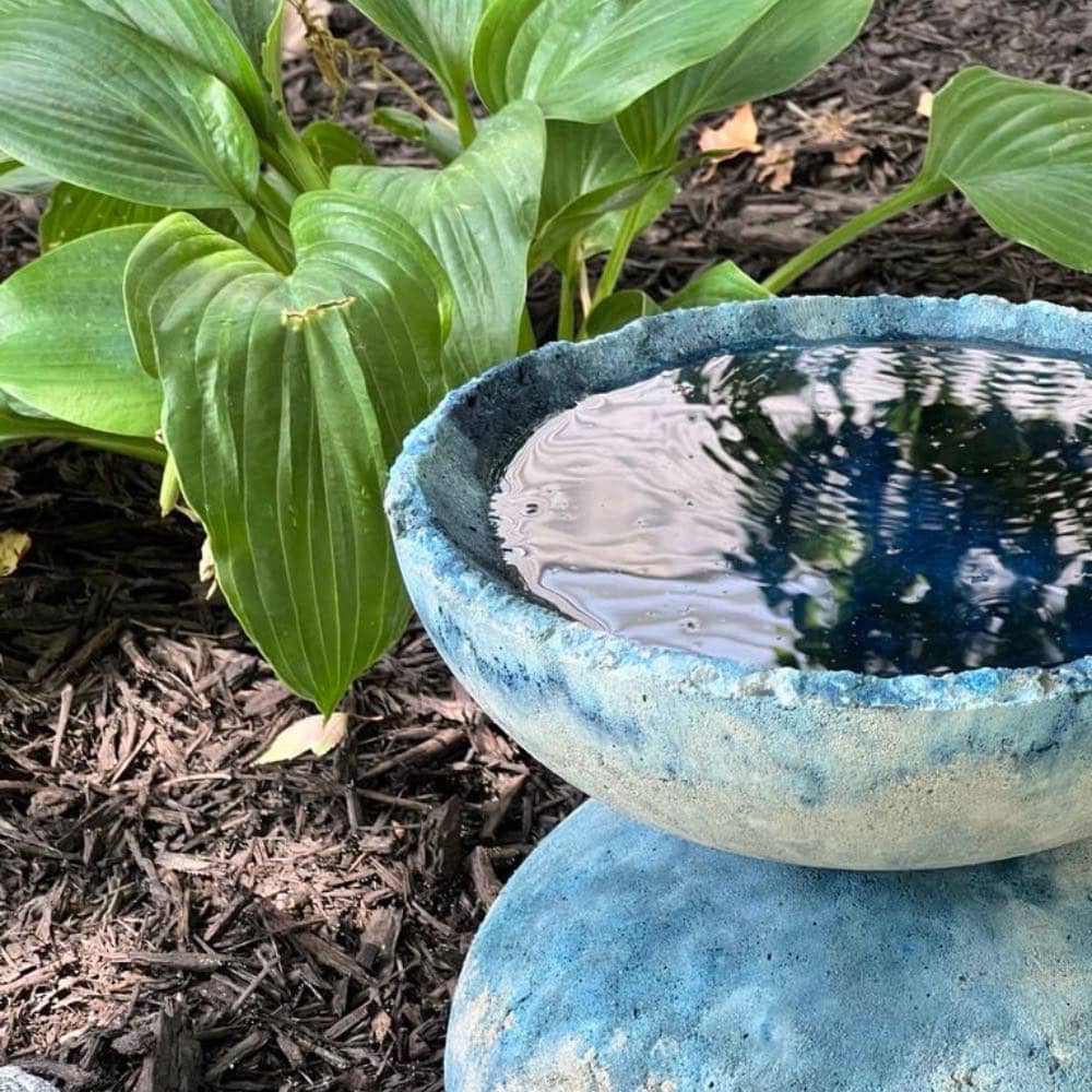 A cement bowl in the garden filled with water. 