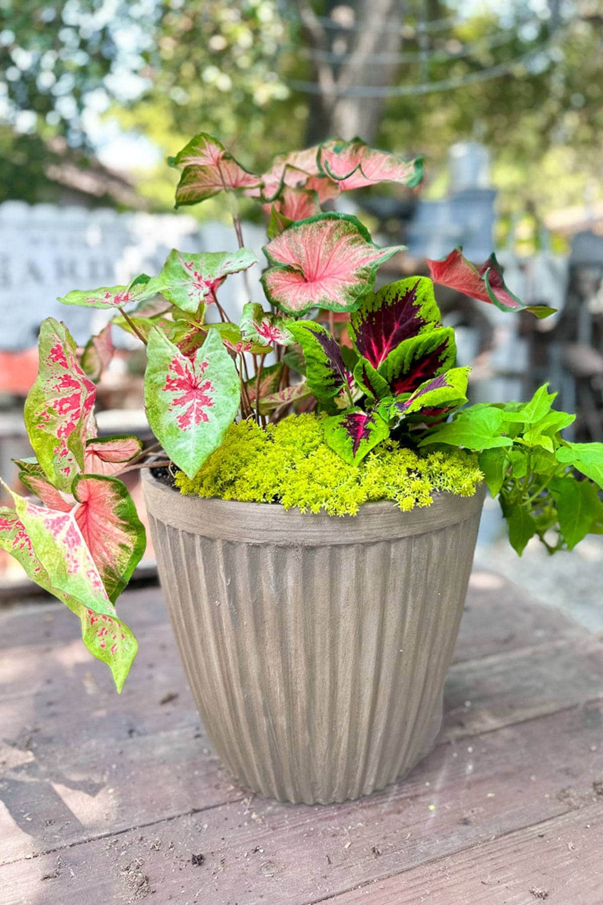 DIY Pottery Barn Dupe Flowerpot is fully planted and ready to place in the garden.