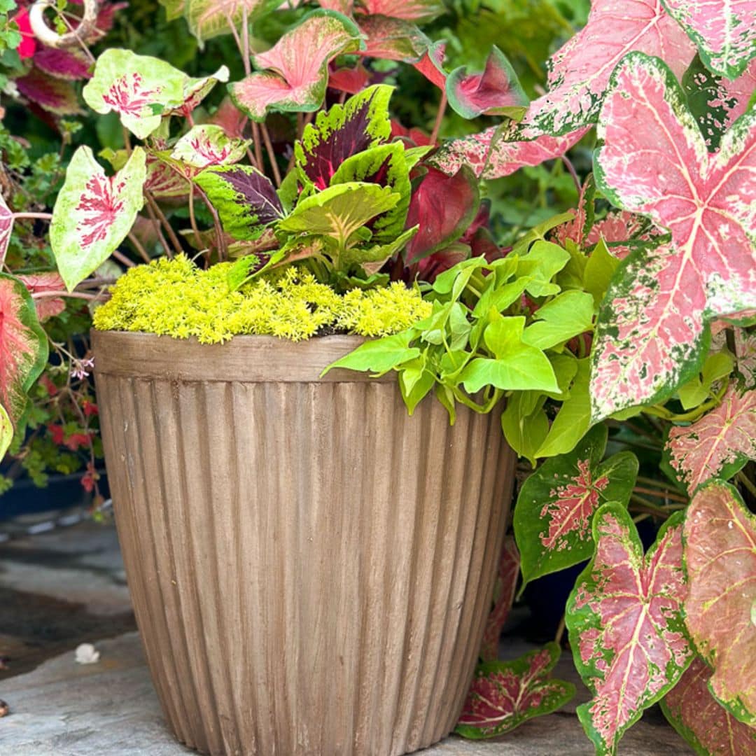 DIY Fluted Cement Flower Pot with Caladiums planted in shades of green and pink.