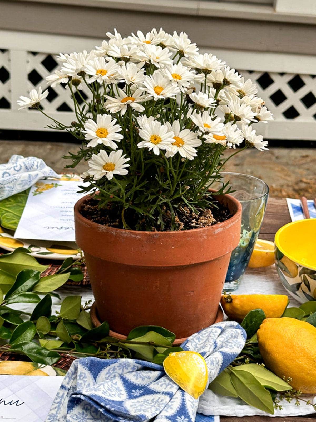 Daisies potted in an aged terra cotta pot styled outdoors on a summer tablescape