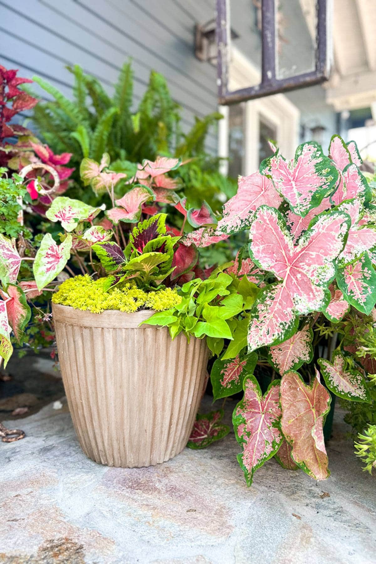 DIY cement planter that is placed in the garden and planted with coleus, caladiums, and potato plants. 