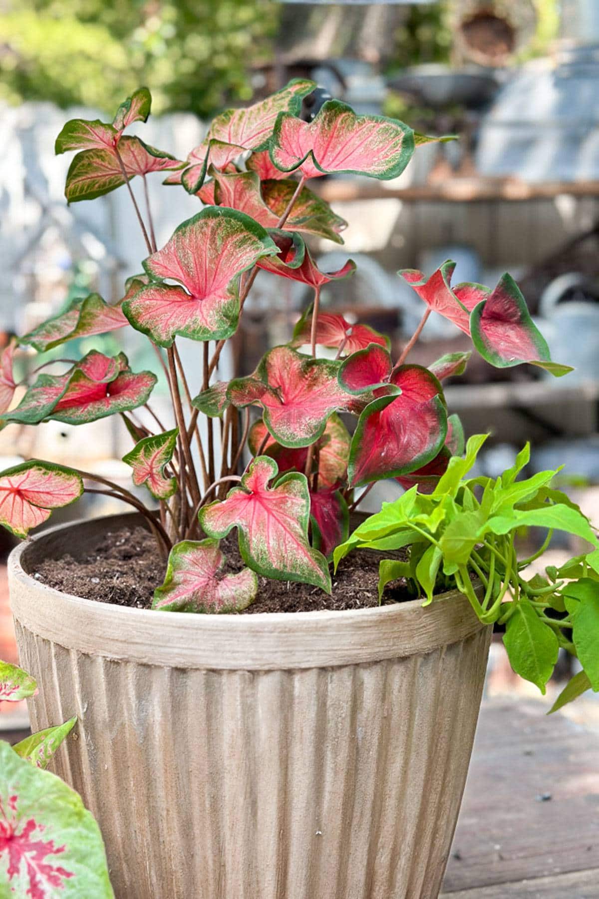 The flower pot is getting planted with caladiums and potato vine. 