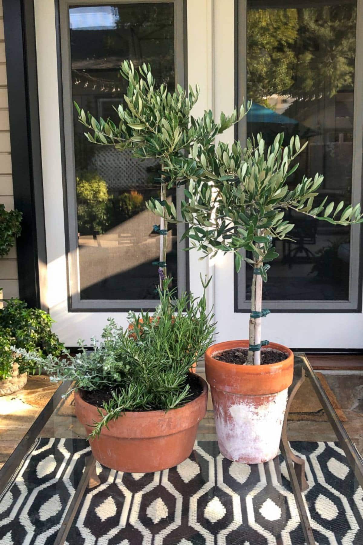 Two potted plants sit on a glass table with a geometric patterned rug underneath. One plant is in a round terracotta pot, the other in a slightly taller, textured pot. Both plants have lush green foliage. A glass-paneled double door is in the background.