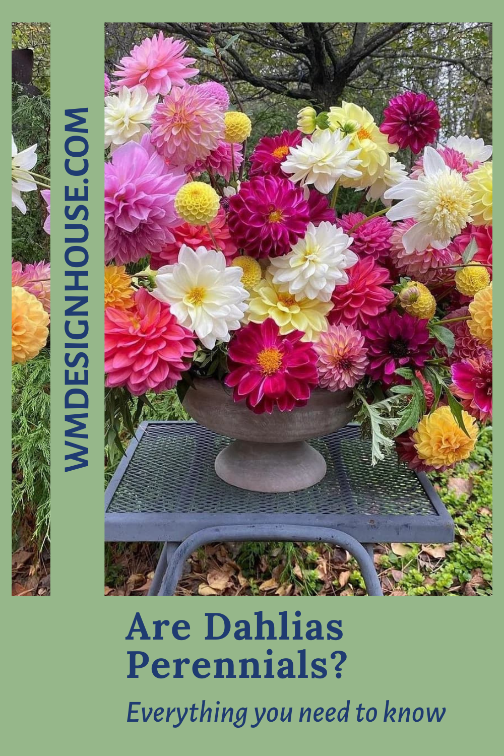 A large bouquet of vibrant dahlias in pink, yellow, and white sits on a metal table outdoors. Text asks: "Are Dahlias Perennials? Discover everything you need to know." Website: WMDESIGNHOUSE.COM.