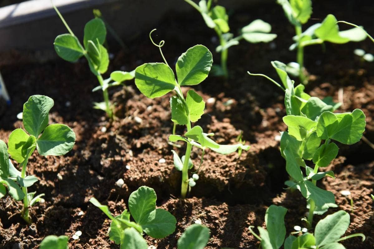 Young sweet pea plants with bright green leaves are growing in rich, brown soil, basking in sunlight. The plants have thin stems with tendrils curling around, showing fresh, vibrant growth.