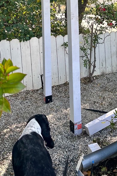 A black and white dog stands on a gravel surface near three white wooden posts secured in the ground. The area, enclosed by a white wooden fence, features bushes and a small tree in the background. Nearby, various construction tools and materials hint at a DIY garden bench project underway.