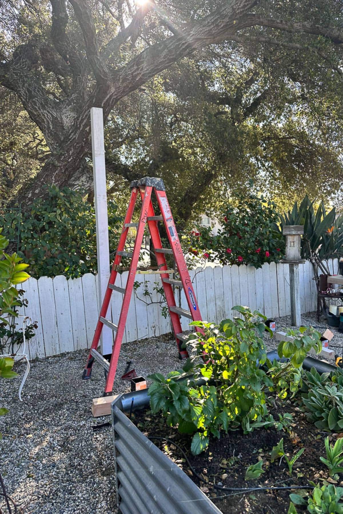 A red ladder is leaning against a partially constructed wooden post in a garden area. The surrounding garden is lush with greenery, including plants and bushes. A white wooden fence borders the garden, and a large tree with sunlit leaves stands in the background.