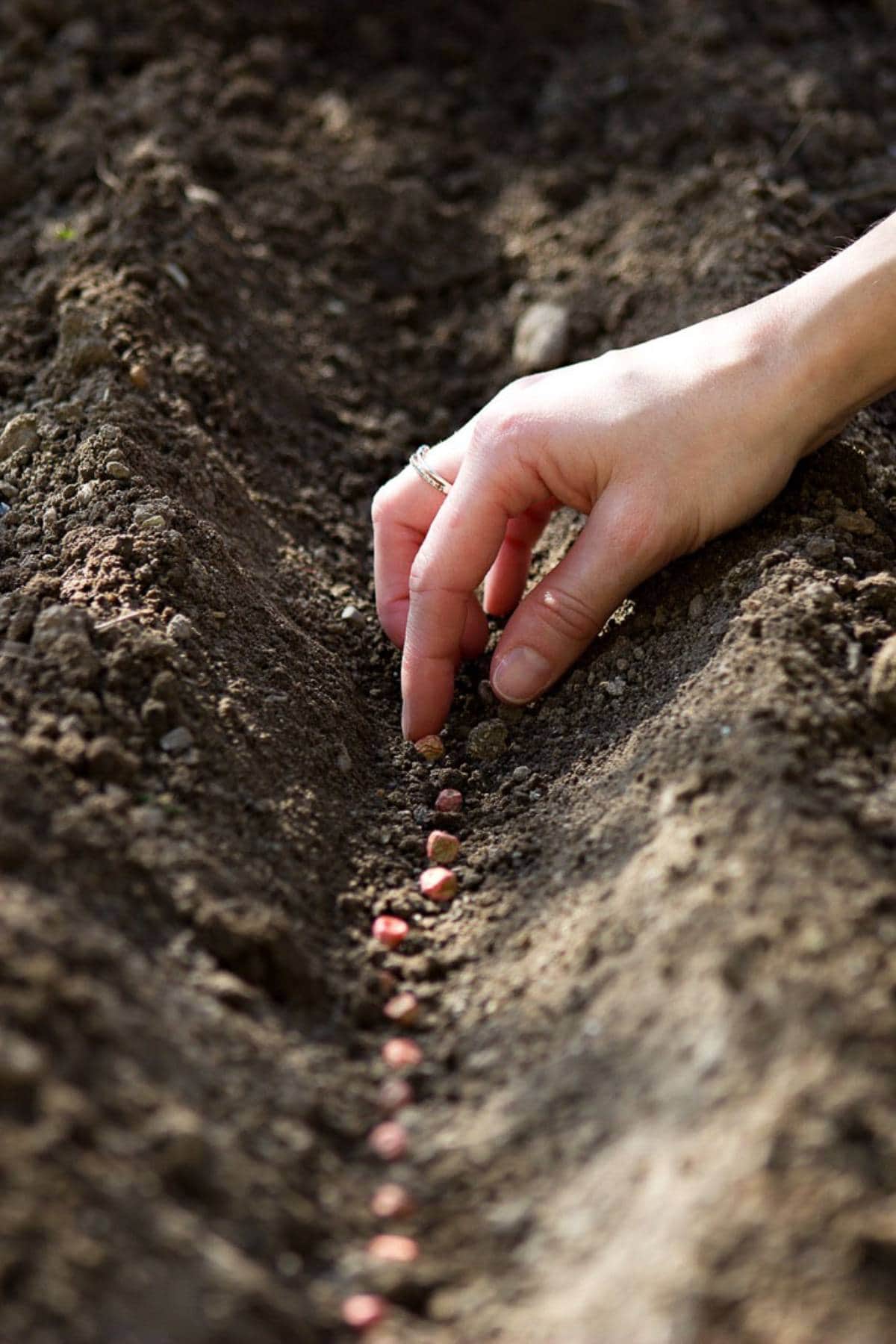 A hand wearing a ring is carefully planting seeds in a row within a garden's furrowed soil. The small seeds are evenly spaced in the freshly tilled earth, indicating a methodical approach to planting.