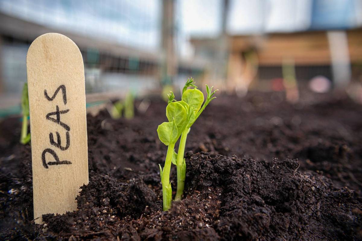 Close-up of young sweet pea plant shoots sprouting from dark soil with a wooden plant marker labeled "PEAS" in a garden bed. The background shows blurred structures.