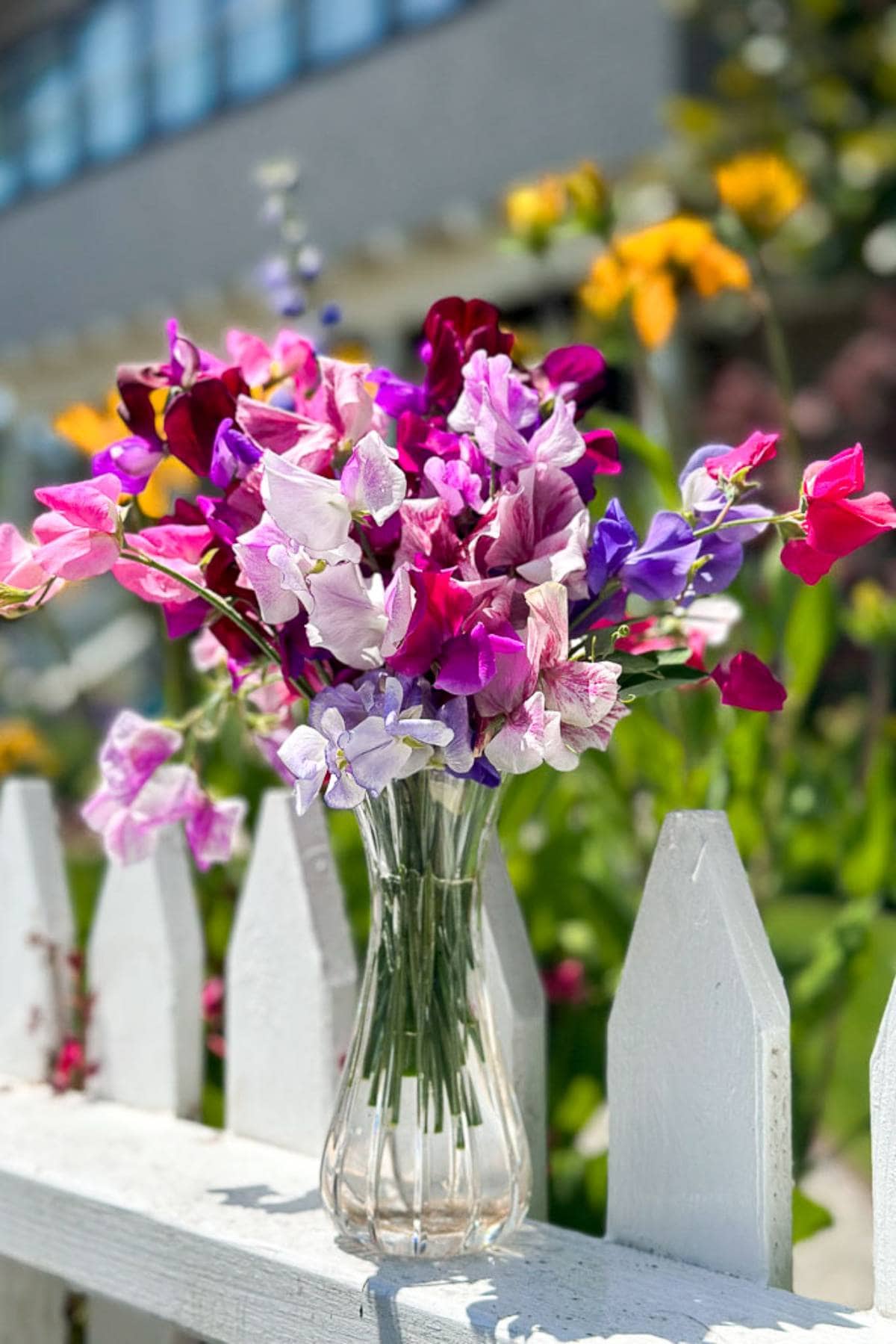 Harvesting a bouquet of sweet peas to collect the seeds for a seed exchange