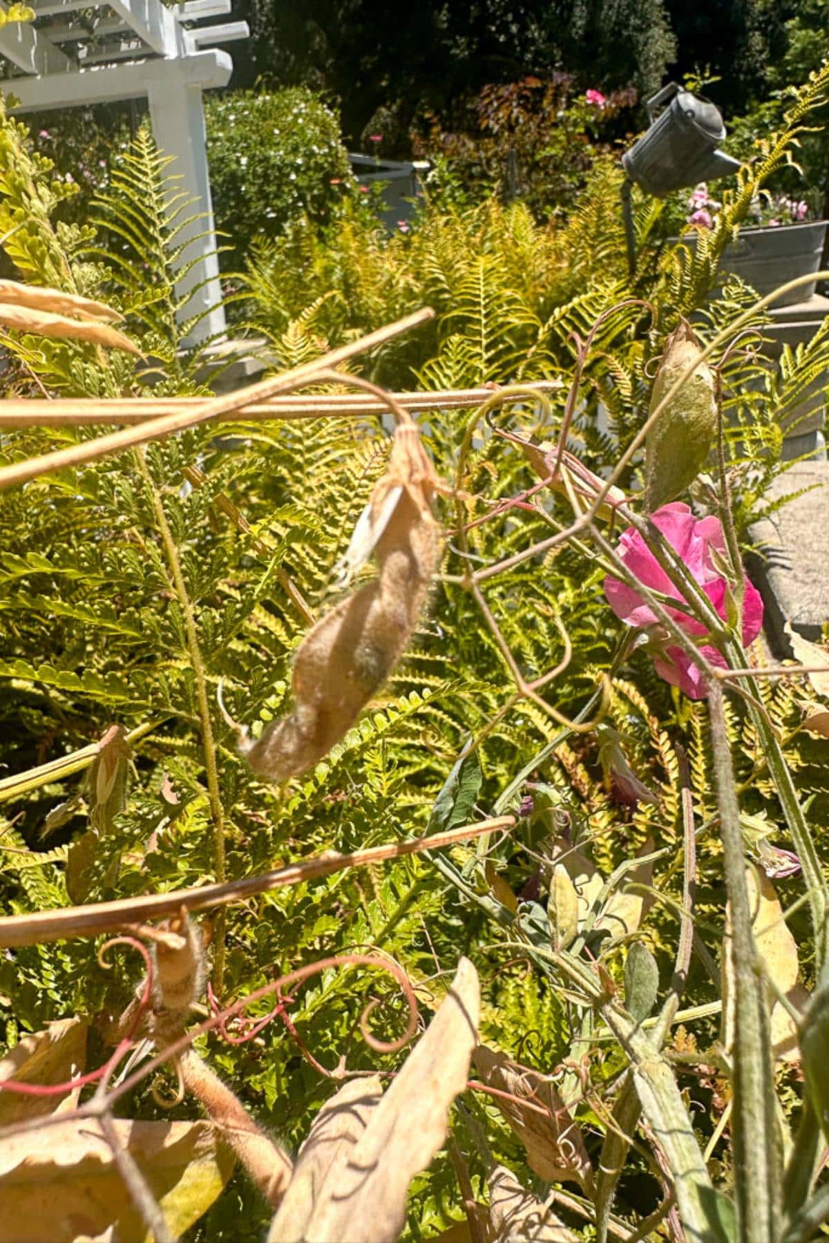 A close-up shot of a sweet pea pod dried on the vine and ferns. In the foreground, dried brown leaves and a light pink flower are visible. The background shows more greenery and a blurred outdoor setting with some garden furniture.