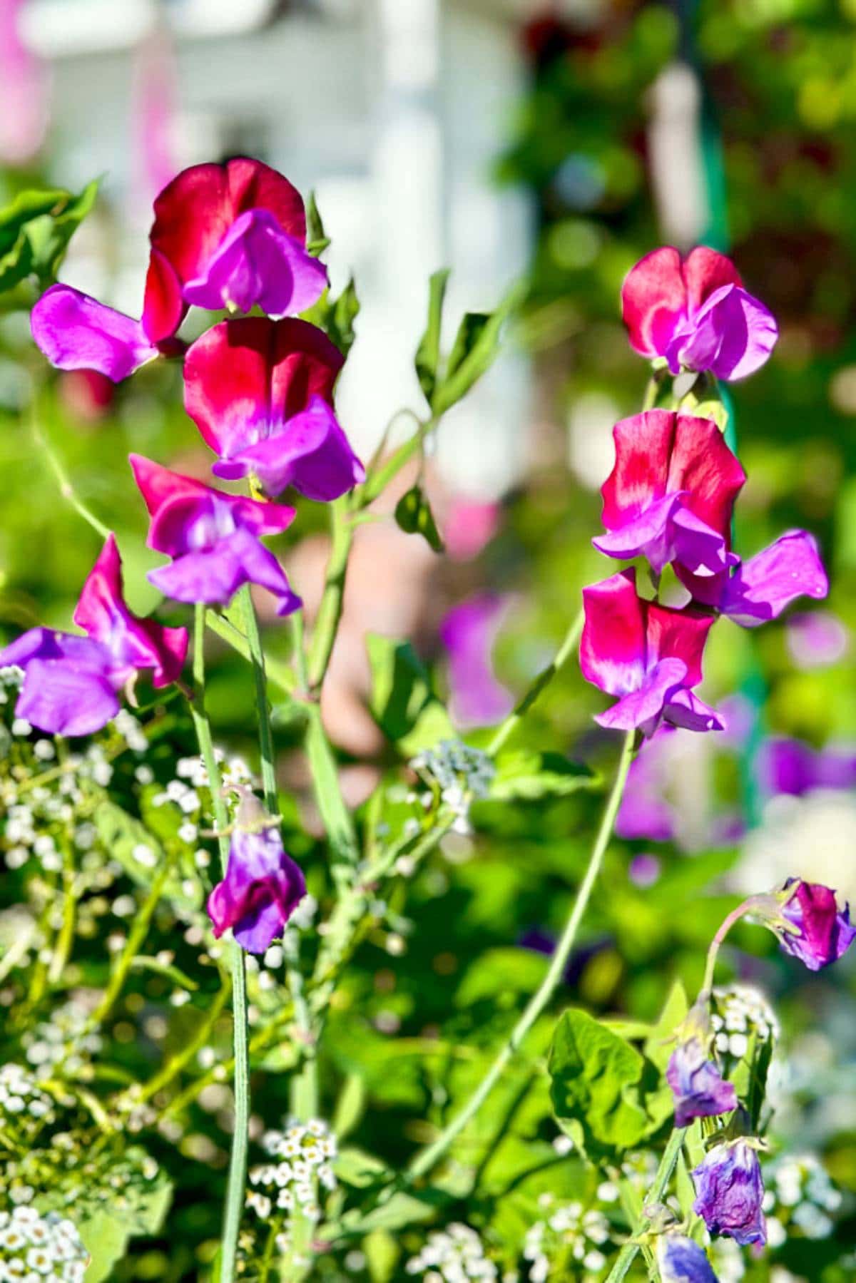 A cluster of vibrant sweet pea flowers in shades of magenta and purple bloom amidst lush green foliage. The flowers stand tall, reaching toward the sunlight, with a few smaller clusters of white flowers and blurred greenery in the background.