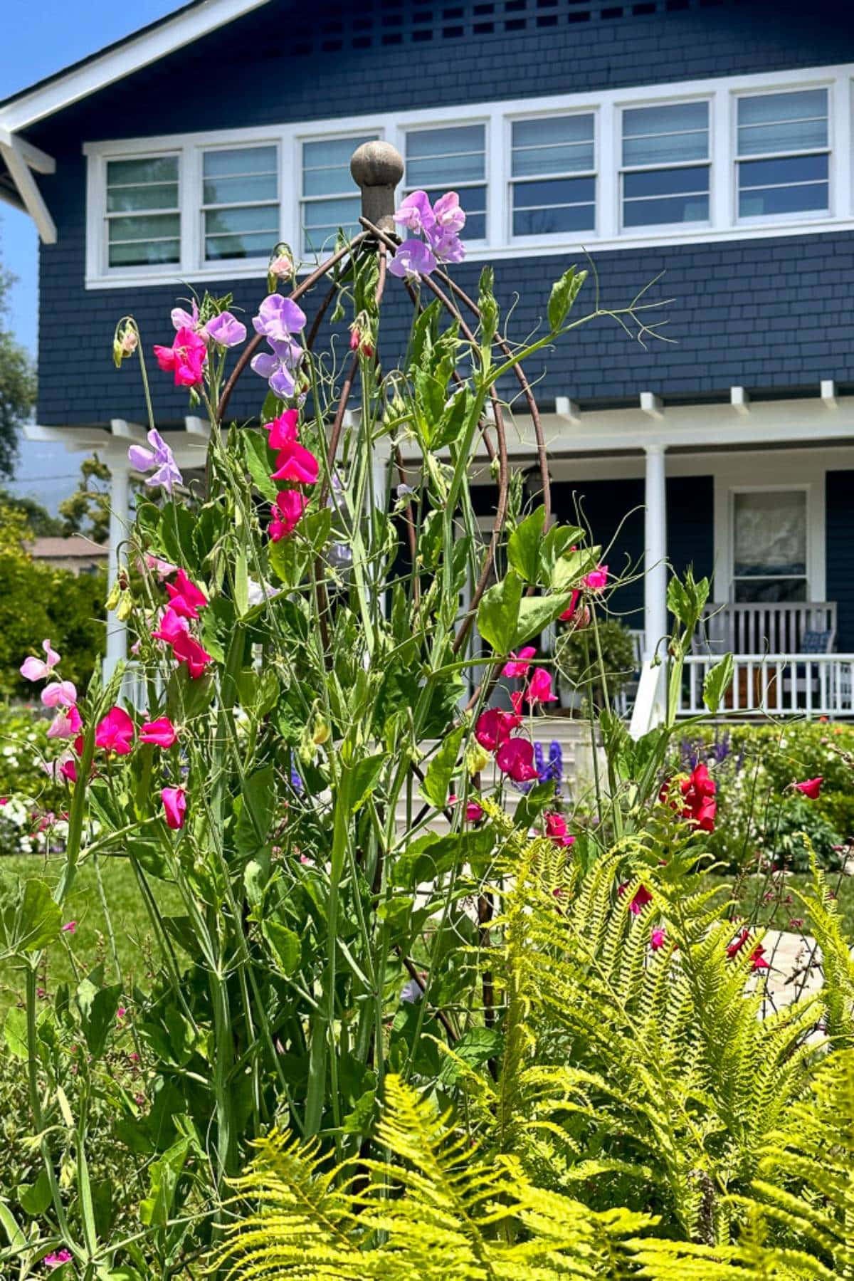 A charming blue house with white trim and a porch is seen in the background. The foreground features a lush garden with an array of colorful  sweet pea flowers, including pink and purple sweet peas, along with vibrant green ferns. The overall scene exudes a summery vibe.