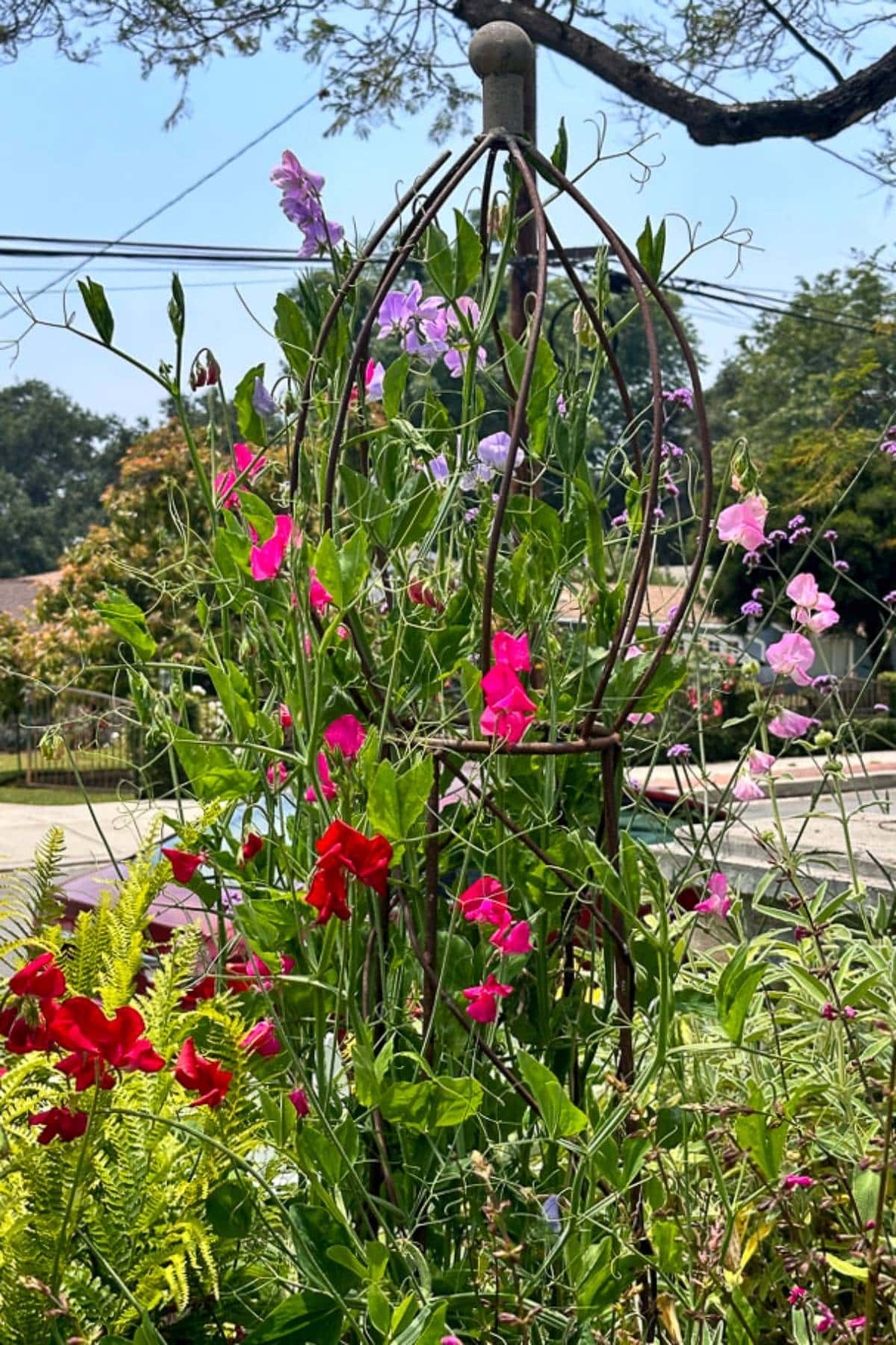 A garden scene with bright pink, red, and lavender flowers climbing a rusted, decorative metal trellis. Ferns and greenery surround the base. Trees, a fence, and rooftops are visible in the distant background under a clear blue sky.